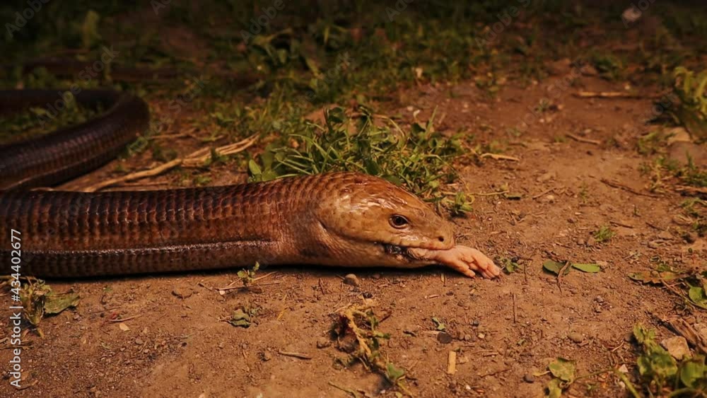 European legless lizard feeding a rat.
it's Not a snake, glass lizard.
its characteristics: Wide tongue, possessing eyelids, possessing external ear openings.
non venomous reptile, harmless.
reptiles European legless lizard feeding a rat.
it's Not a snake, glass lizard.
its characteristics: Wide tongue, possessing eyelids, possessing external ear openings.
non venomous reptile, harmless.
reptiles