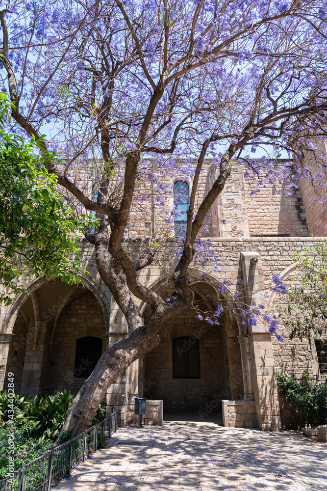 Purple Flower Trees In Barcelona City In Spain Purple Flower Trees In Barcelona City In Spain