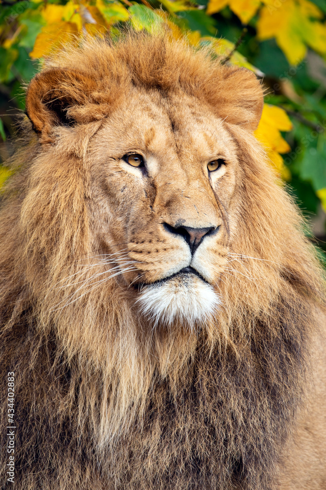 Lion (panthera Leo), close up portrait of a male lion Lion (panthera Leo), close up portrait of a male lion