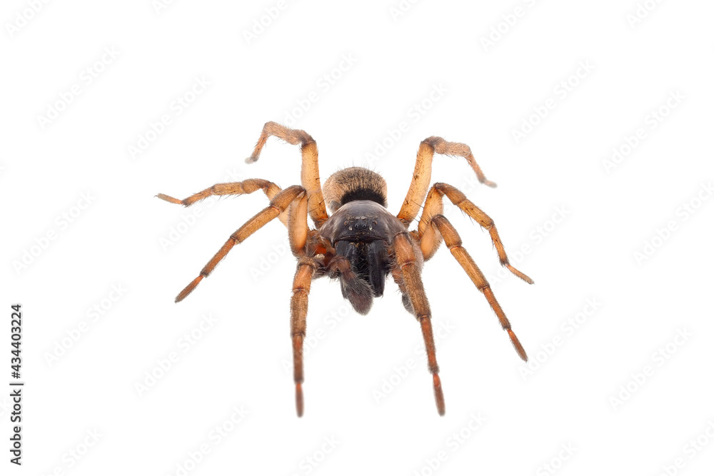 Ground spider isolated on white background, Haplodrassus sp.