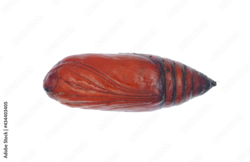 Fotografia Noctuidae moth pupa isolated on white background