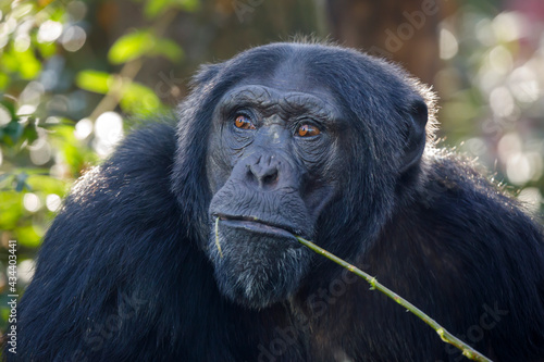 chimpanzee (Pan troglodytes) male close up portrait
