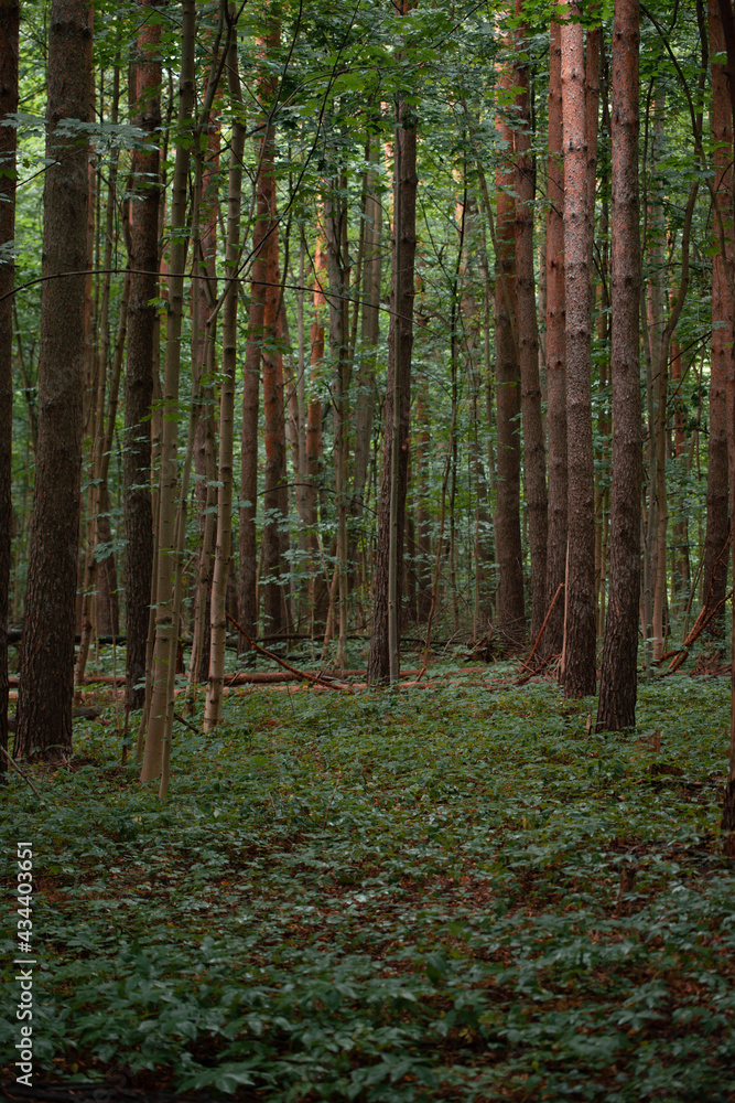 Fototapeta premium Forest after rain