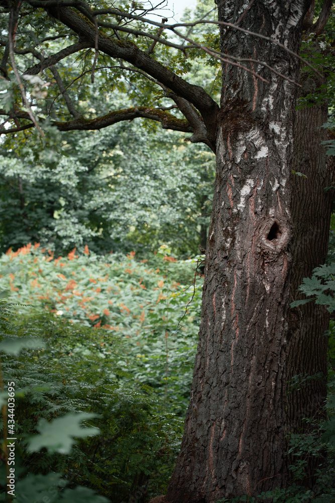 Fototapeta premium fairy forest