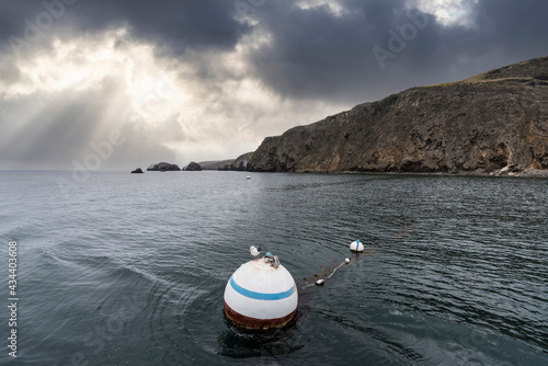 Buoy and Seagull floating a...