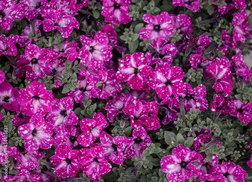 Beautiful fresh colorful pink with white spots  white and purple surfinia flowers in full bloom. Spring blossoms. Summer floral texture for background. Saturated vibrant colors.