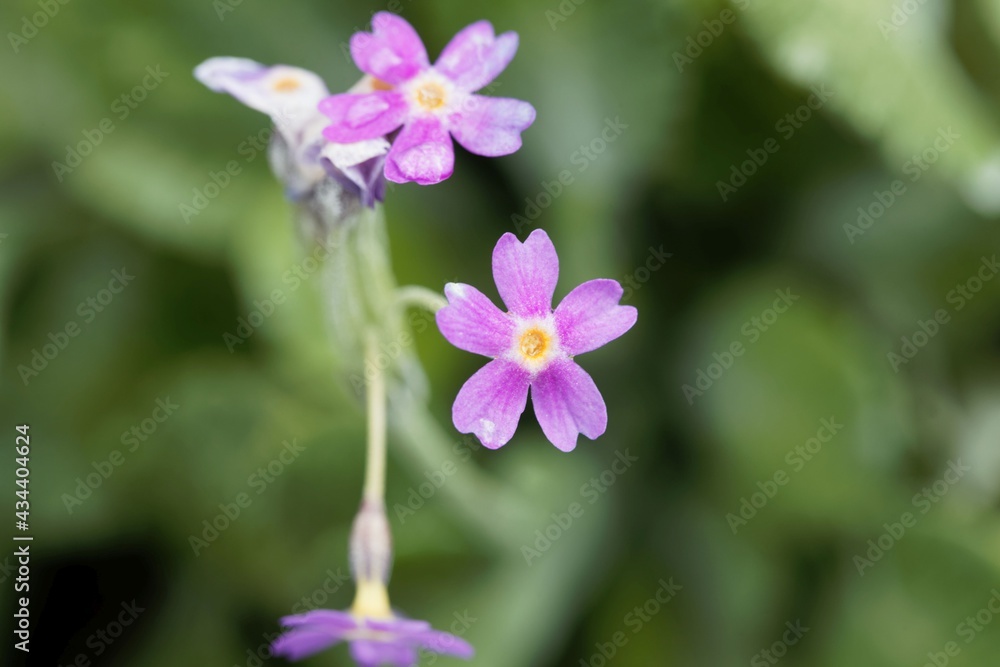 Leafy primerose, Primula frondosa