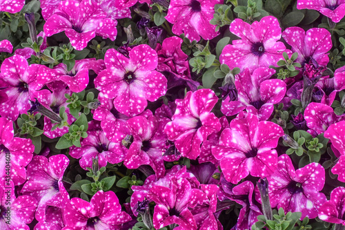 Beautiful fresh colorful pink with white spots, white and purple surfinia flowers in full bloom. Spring blossoms. Summer floral texture for background. Saturated vibrant colors. © gabriela
