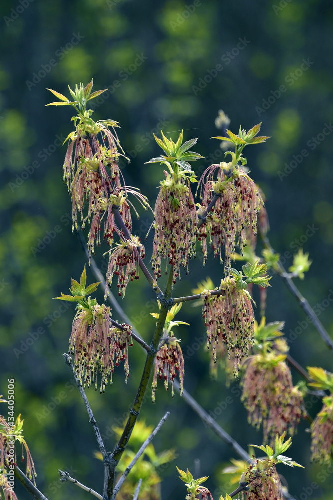Flowering maple branches Flowering maple branches