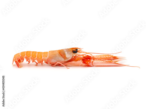 Quadro em tela Langoustine known as Dublin Bay prawn or Norway Lobster (Nephrops norvegicus) is