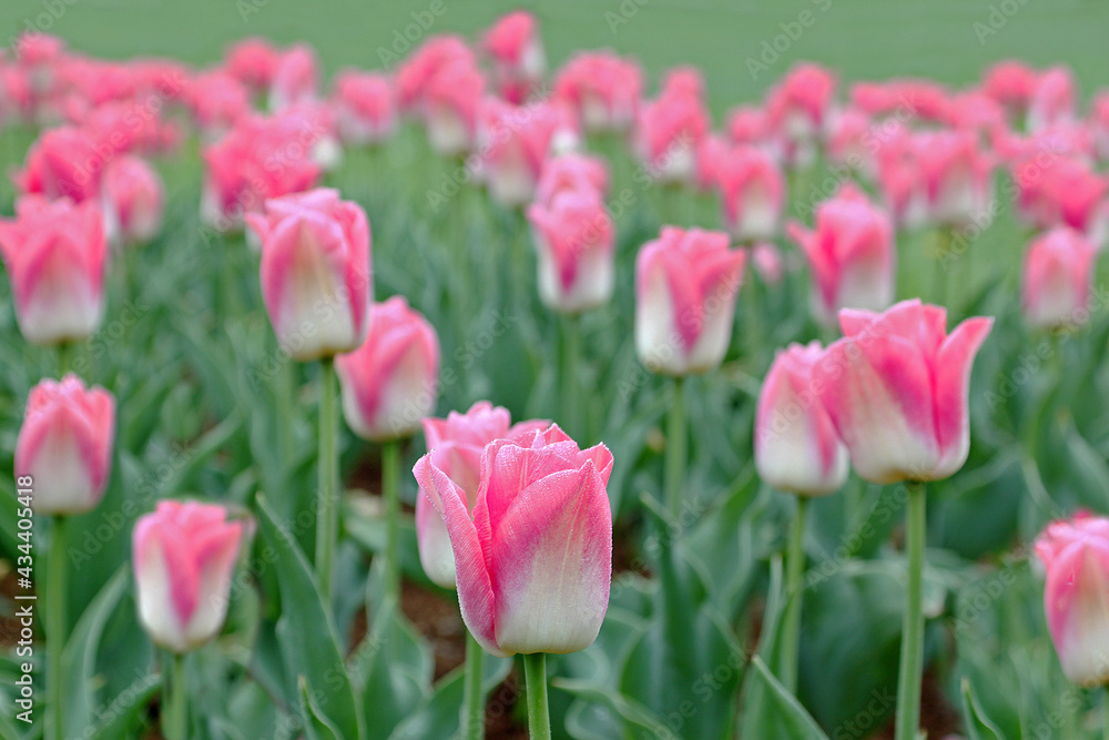 Tulips Tulips