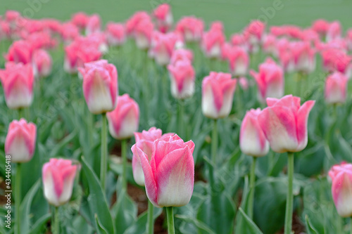 Tulips