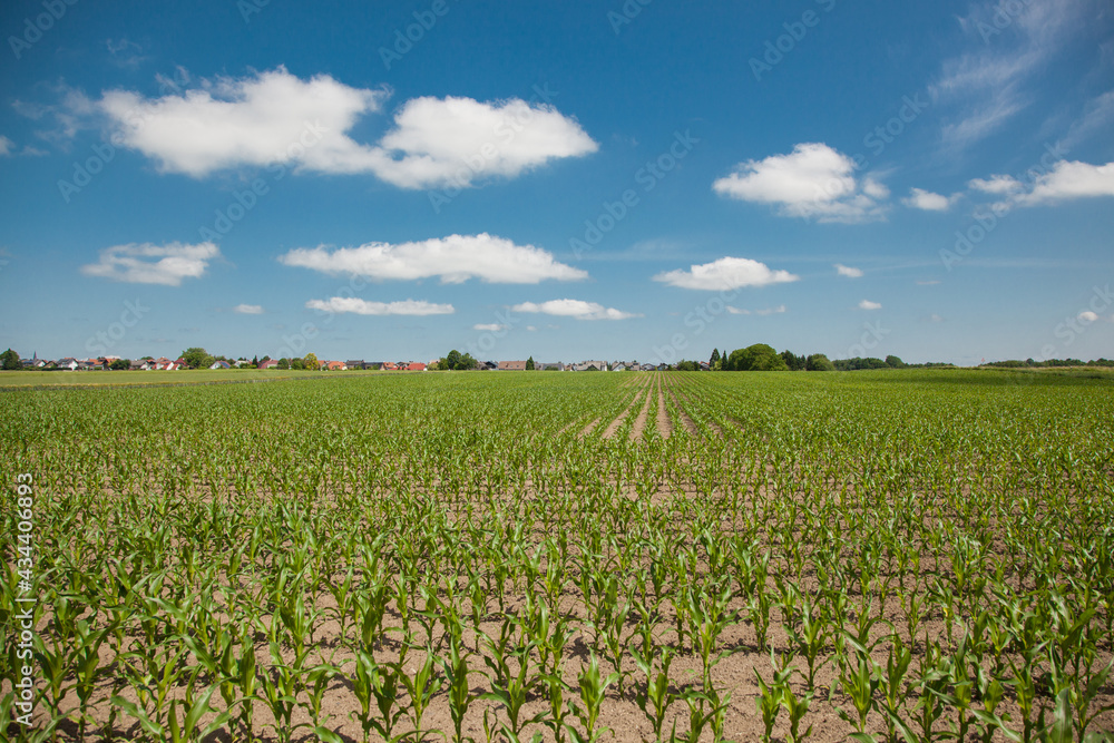 Farmer's field with wheat sprouts on a blue cloud field Farmer's field with wheat sprouts on a blue cloud field