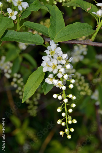 Flowering bird cherry trees. White petals of inflorescences are pierced by the rays of the sun.