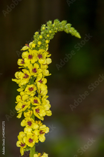 Macrophotographie de fleur sauvage - Molène noire - Verbascum nigrum