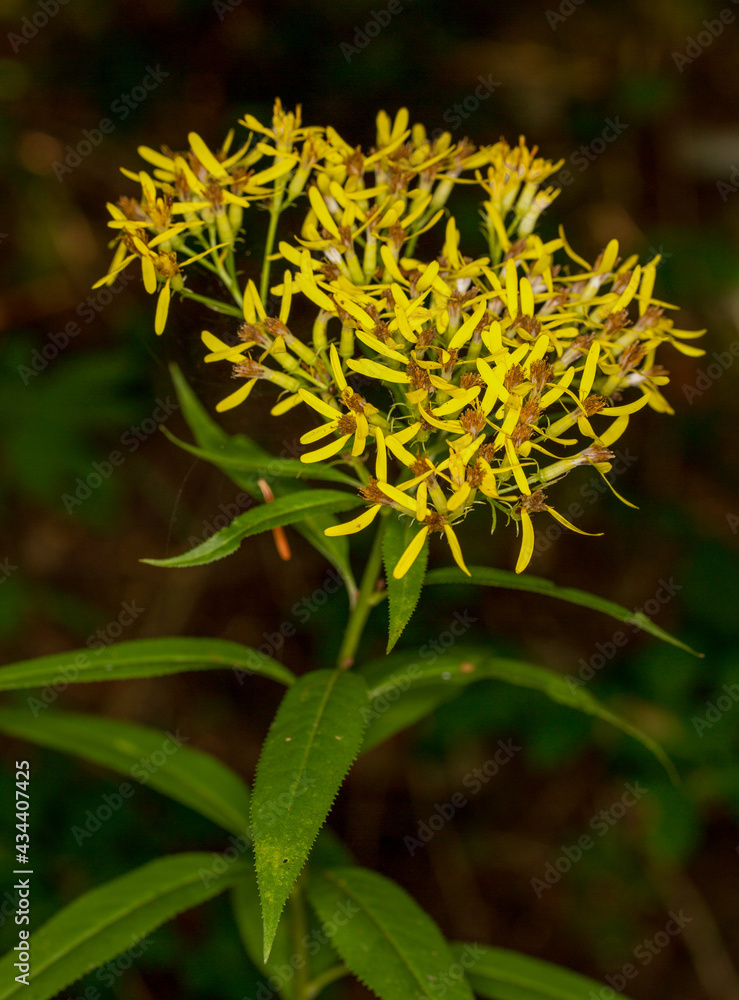 Macrophotographie de fleur sauvage - Séneçon de Fuchs - Senecio ovatus Macrophotographie de fleur sauvage - Séneçon de Fuchs - Senecio ovatus