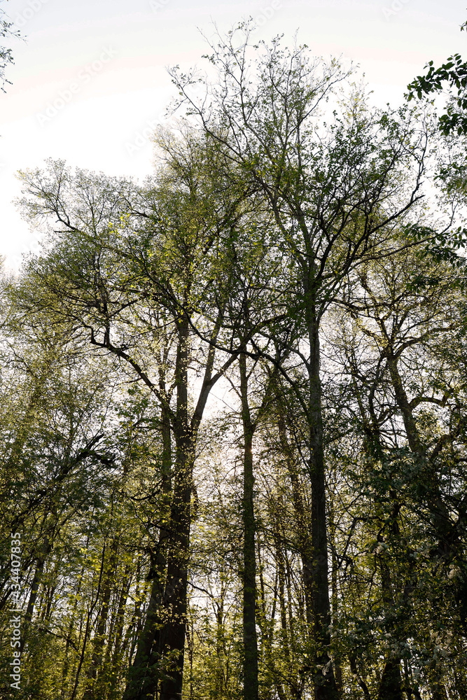 Fototapeta premium trees in the forest