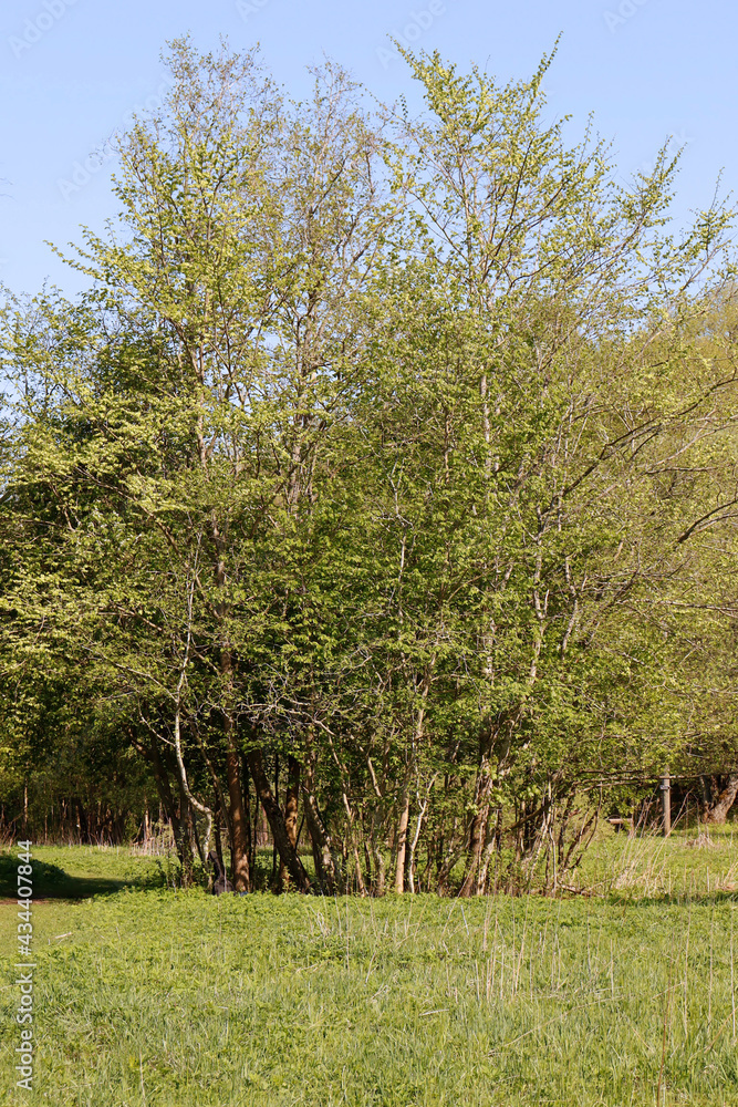 Obraz premium tree in the park