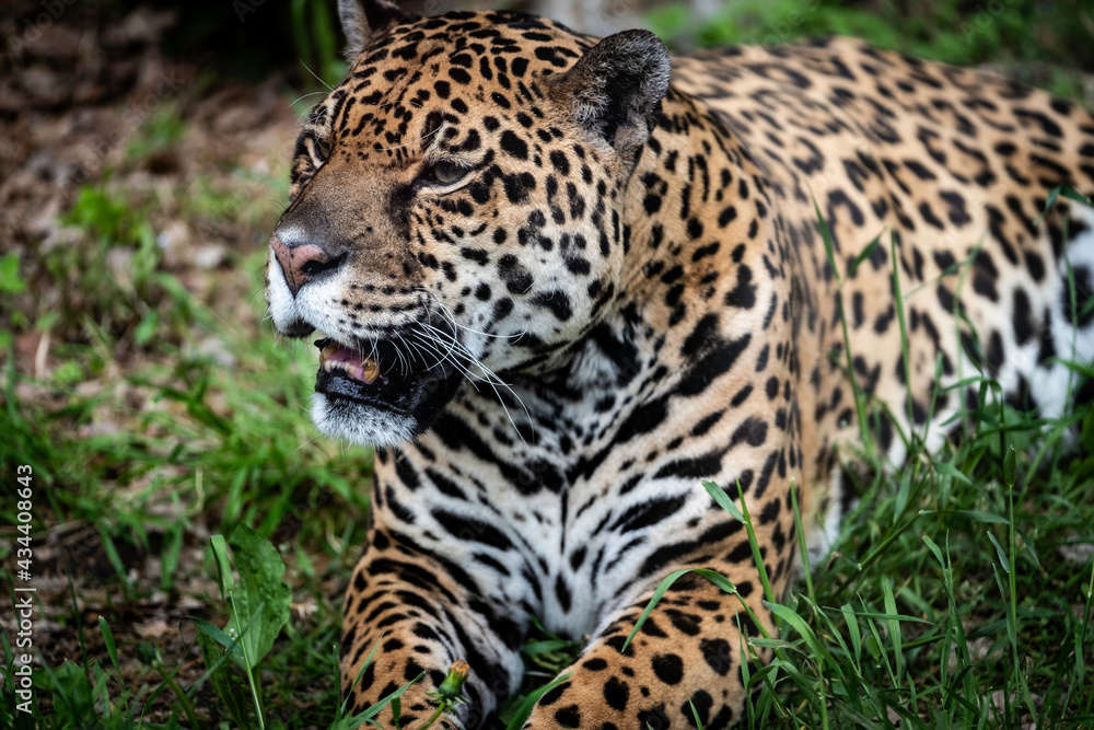 Fototapeta premium very close-up of the leopard, one of the fastest predators with its beautiful colors