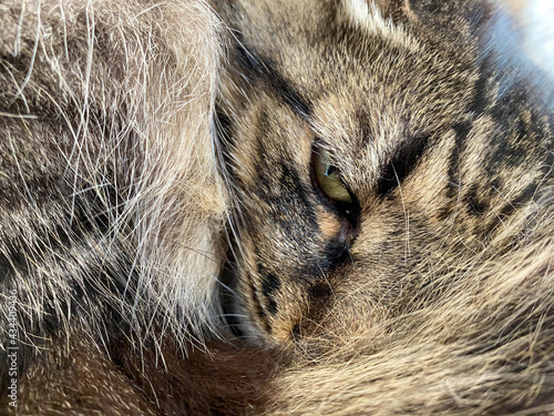 A beautiful fluffy brown cat sleeps curled up with an open eye