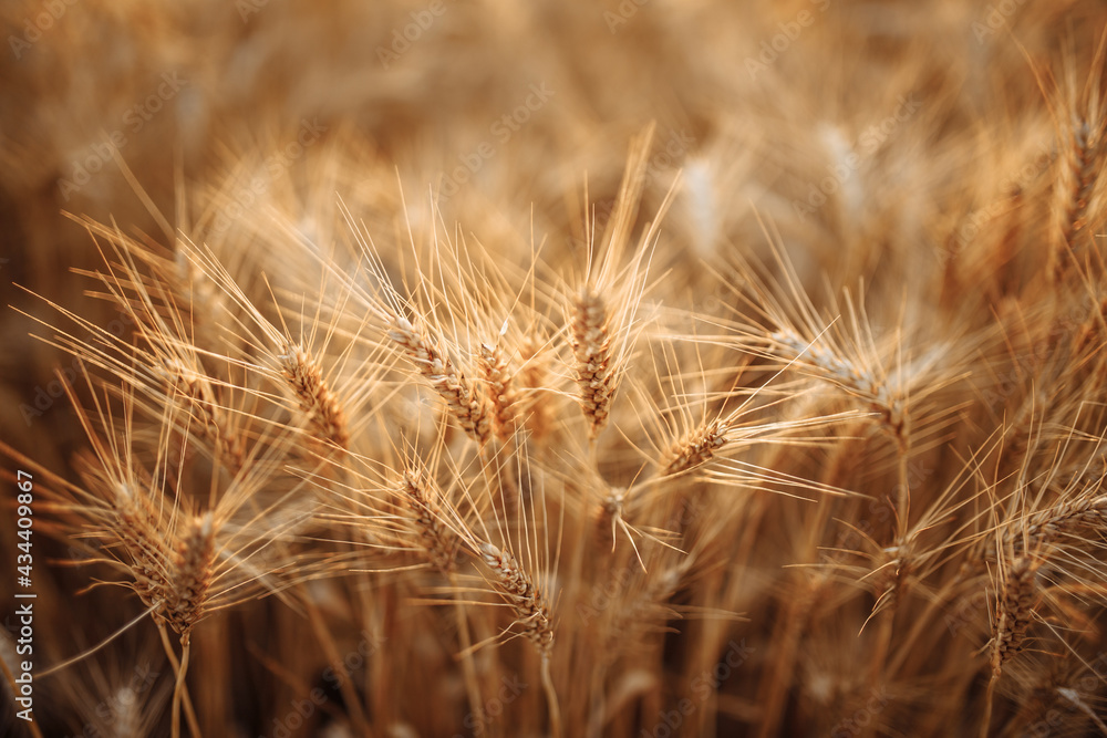 Closeup of golden wheat spikelets waving on the windy sunny day. Wheat field background. Ripe ears of wheat are ready for harvest. Faring, trading, business and new crop season concept. Closeup of golden wheat spikelets waving on the windy sunny day. Wheat field background. Ripe ears of wheat are ready for harvest. Faring, trading, business and new crop season concept.
