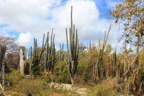 Travels in Curaçao (Curacao), ABC Islands | Christoffelpark, Cacti