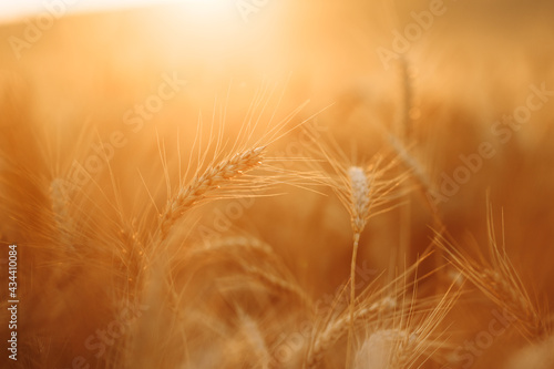 Closeup of the wheat ears and sun flares on the sunset. Ripe crop on the wheat field. Golden grain spikelets waving on the windy day. Farm  agriculture and trading business concept.