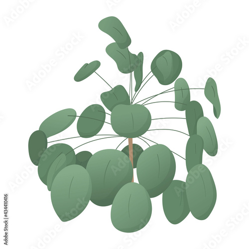 Vector isolated image on white background. A realistic depiction of a home plant in a pot. Pilea peperomioides with many round leaves for home decoration.