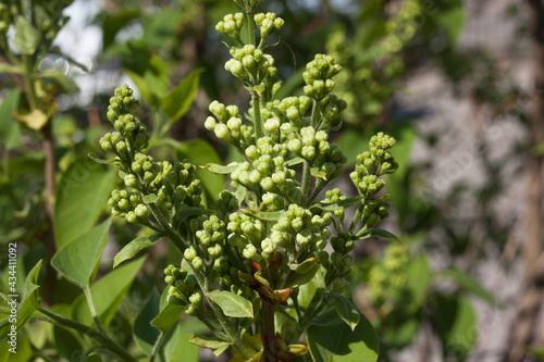 young  green unblown lilac buds in the spring garden