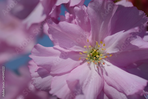 Close up of a pink cherry blossom in spring, with pollen in the middle, against a blue sky