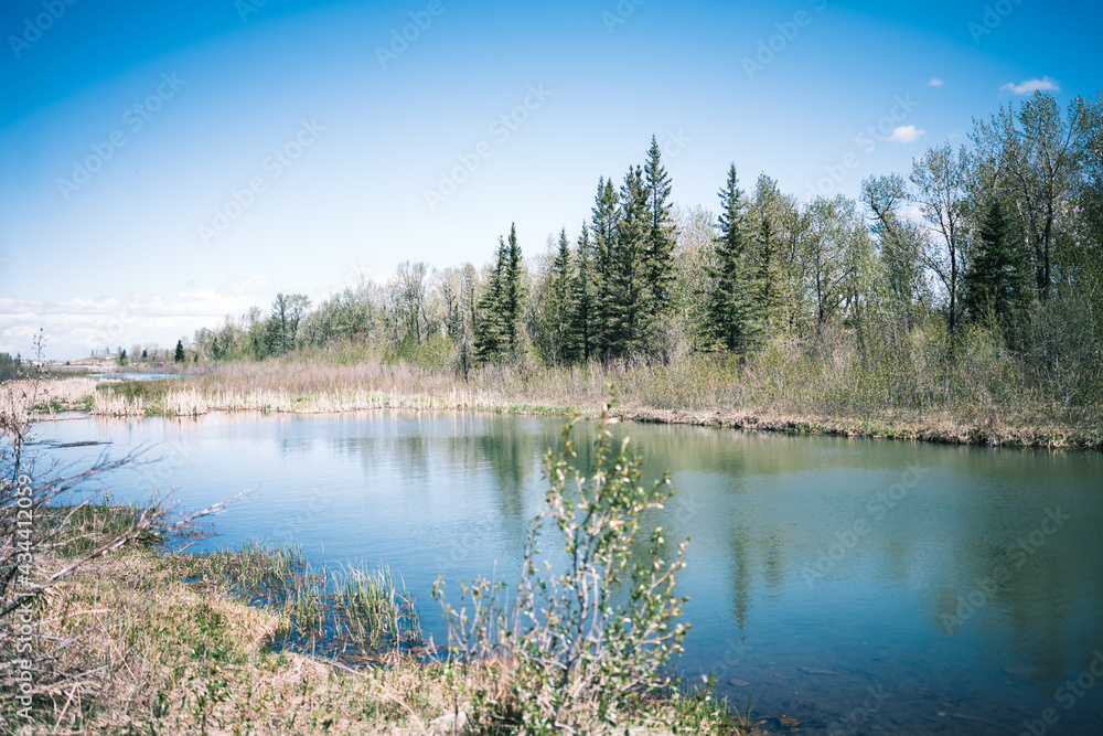 Fototapeta premium Forest in Alberta