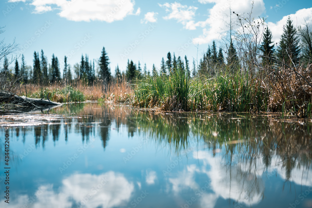 Wetlands in Alberta Canada 