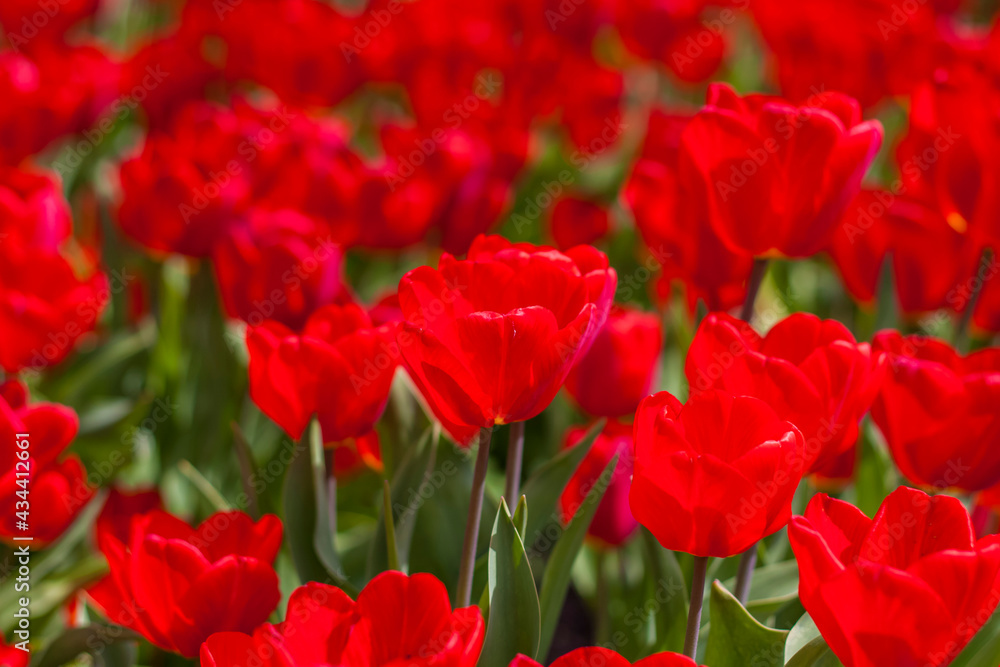 Background of red tulips. A beautiful tulip in a meadow. A flower bud in the spring in the sun. Flower bed. Tulip close-up. Red flower