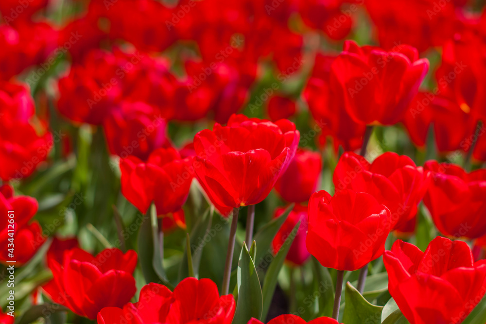 Background of red tulips. A beautiful tulip in a meadow. A flower bud in the spring in the sun. Flower bed. Tulip close-up. Red flower Background of red tulips. A beautiful tulip in a meadow. A flower bud in the spring in the sun. Flower bed. Tulip close-up. Red flower
