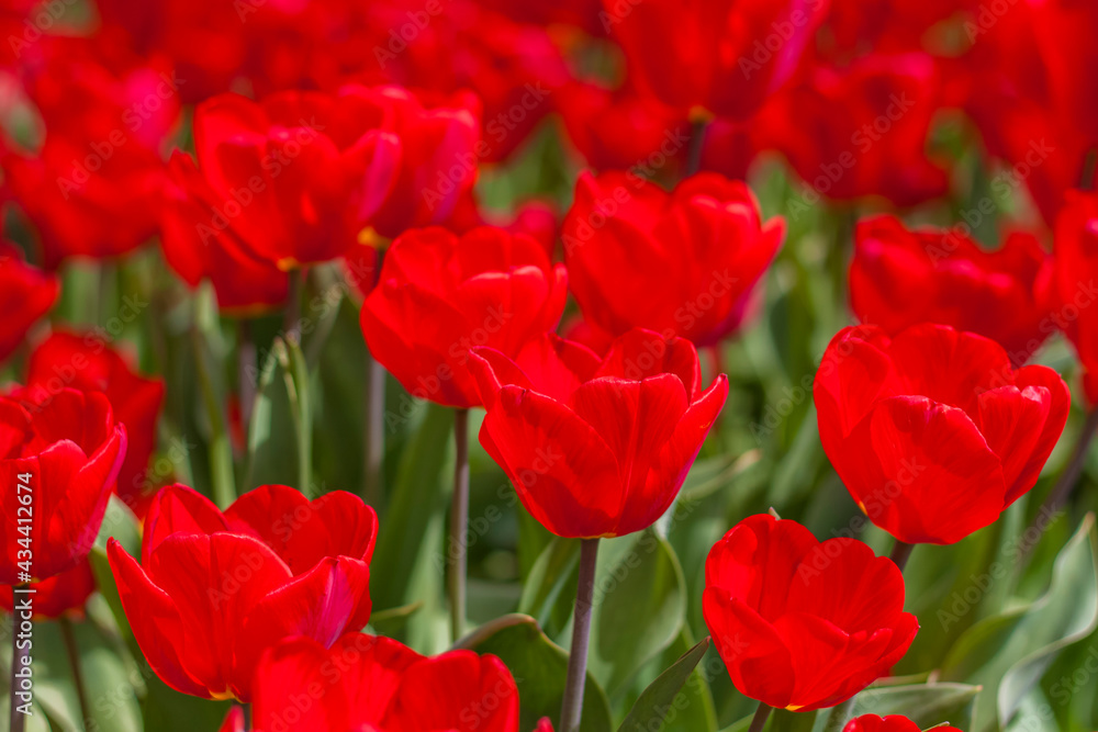 Background of red tulips. A beautiful tulip in a meadow. A flower bud in the spring in the sun. Flower bed. Tulip close-up. Red flower Background of red tulips. A beautiful tulip in a meadow. A flower bud in the spring in the sun. Flower bed. Tulip close-up. Red flower
