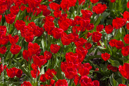 Fototapeta Naklejka Na Ścianę i Meble -  Background of red tulips. A beautiful tulip in a meadow. A flower bud in the spring in the sun. Flower bed. Tulip close-up. Red flower