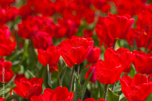 Background of red tulips. A beautiful tulip in a meadow. A flower bud in the spring in the sun. Flower bed. Tulip close-up. Red flower © Alina Lebed