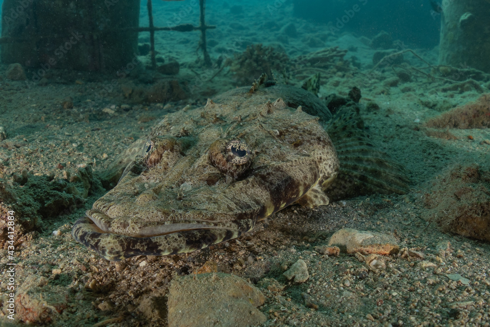 Fish swim in the Red Sea, colorful fish, Eilat Israel
Fish swim in the Red Sea, colorful fish, Eilat Israel