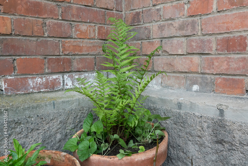 Farnplflanze im Terracottatopf vor einer Ziegelwand. © Christine