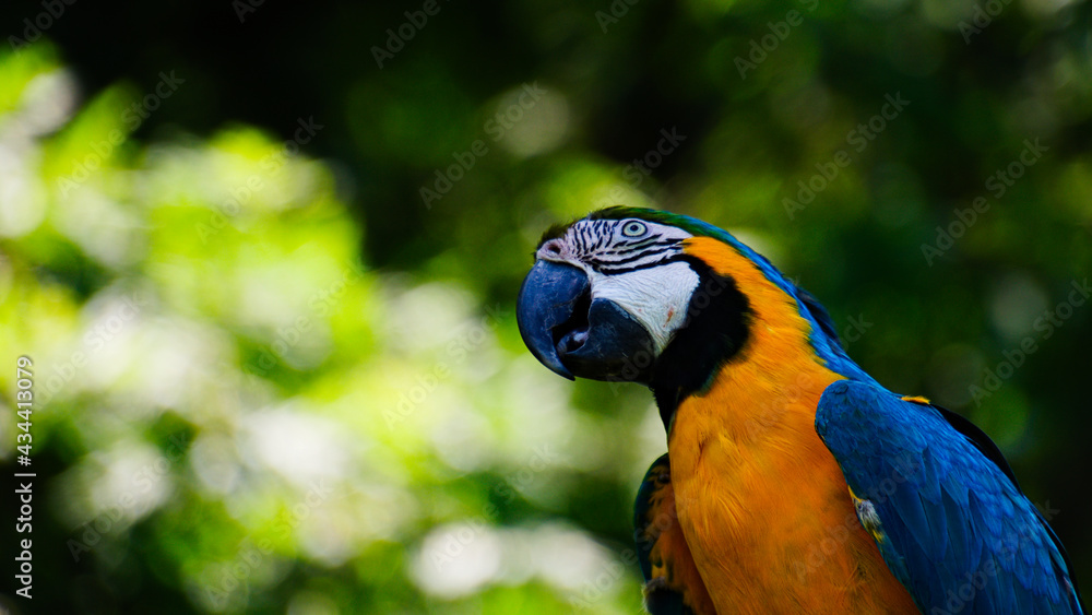 Obraz premium Portrait d'Ara ararauna
