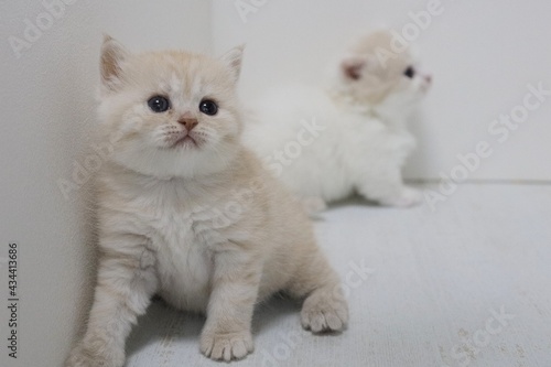 two kittens