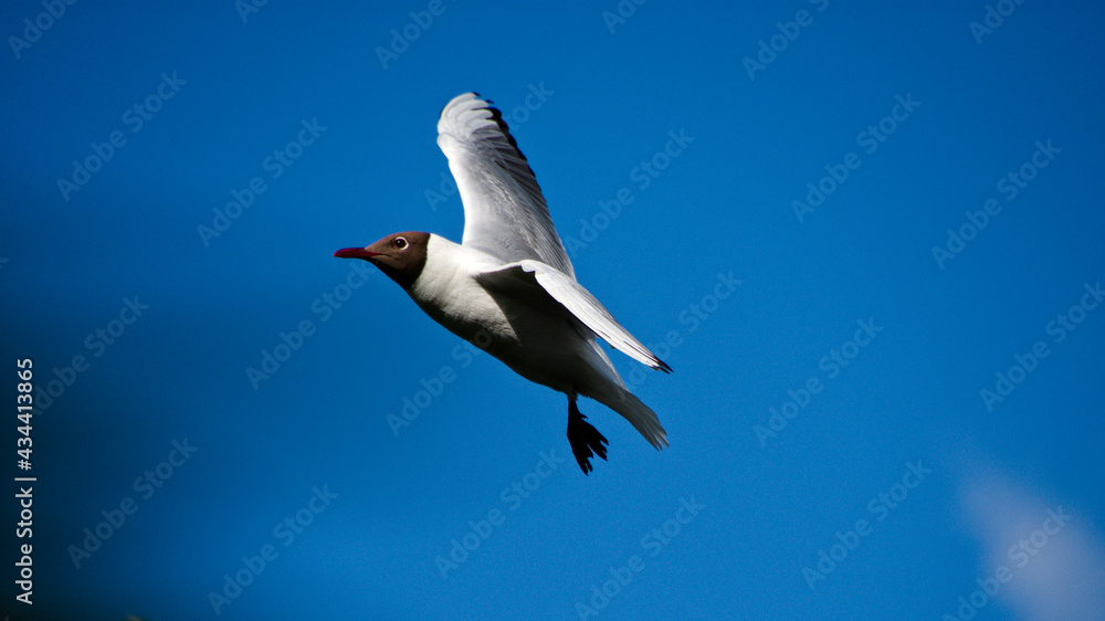 Obraz premium Mouette en vol