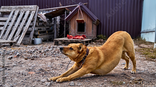 dog in the village