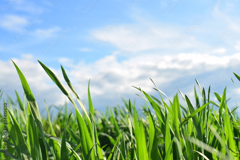 Obraz premium Grüne Pflanzen auf einem Acker, vor blauen Himmel