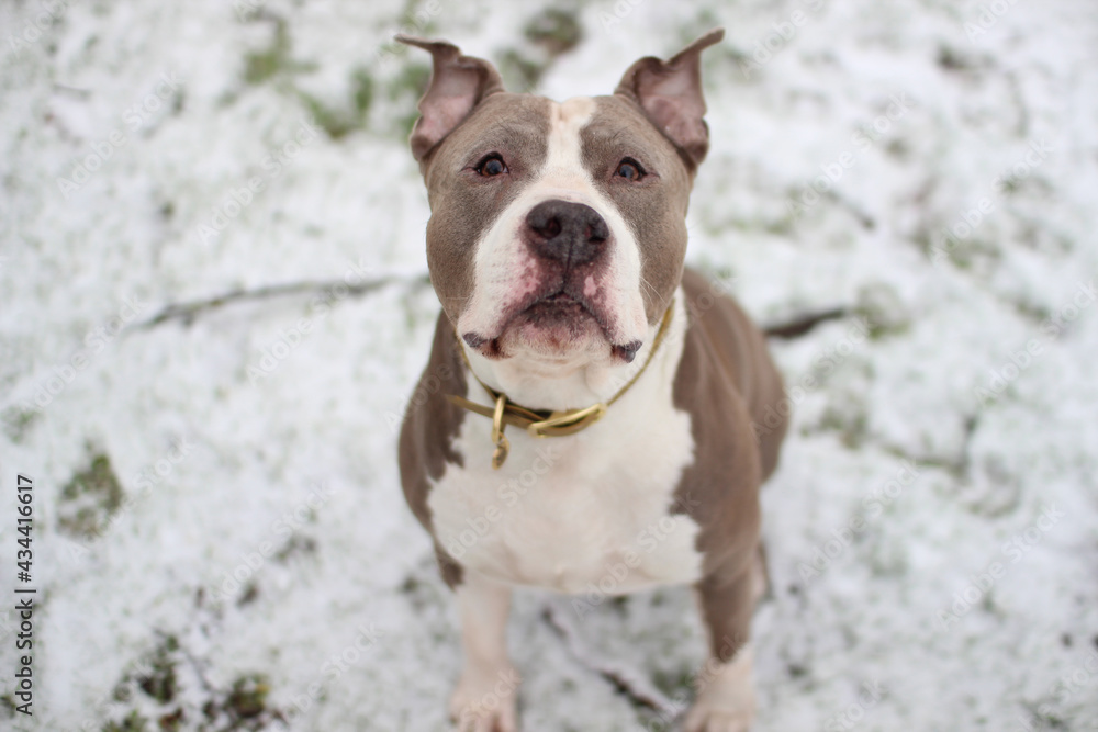 Amstaff dans la neige