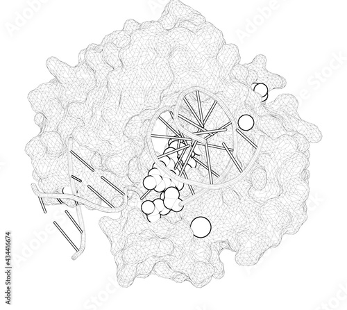 3D rendering as a line drawing of a molecule. Time-Dependent Extension from an 8-Oxoguanine Lesion by Human DNA Polymerase Beta.