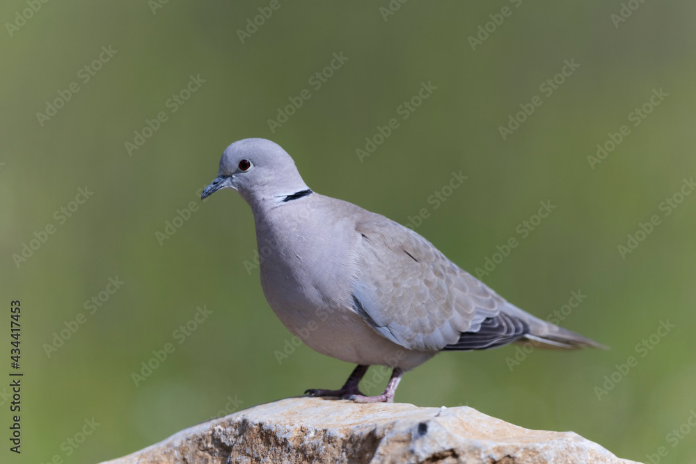 Tourterelle turque Streptopelia decaocta sur une peirre ou au sol
Tourterelle turque Streptopelia decaocta sur une peirre ou au sol