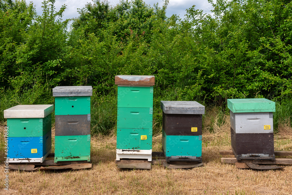 Bee hives surrounded by trees on a sunny day. Row of wooden beehives for bees Bee hives surrounded by trees on a sunny day. Row of wooden beehives for bees