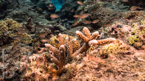 Seascape with juvenile Staghorn Coral and sponge in coral reef of Caribbean Sea, Curacao