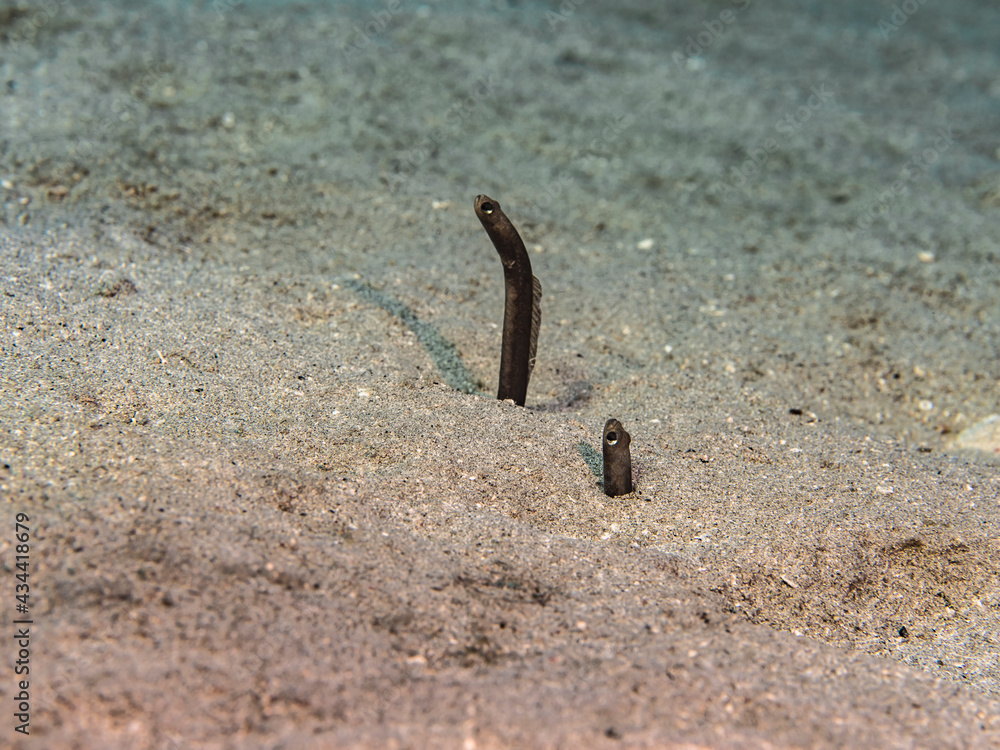Brown Garden Eel in shallow water of coral reef of Caribbean Sea, Curacao Brown Garden Eel in shallow water of coral reef of Caribbean Sea, Curacao